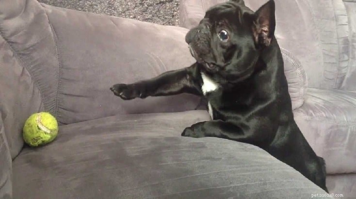 French Bulldog Breed Profile: Size, Temperament, Care & History