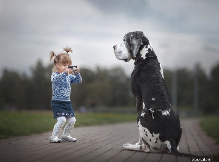 Great Dane Dog Breed Profile: Size, Temperament, and Care