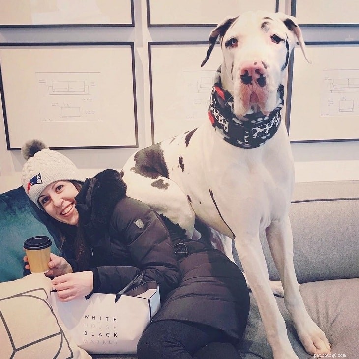 Great Dane Dog Breed Profile: Size, Temperament, and Care