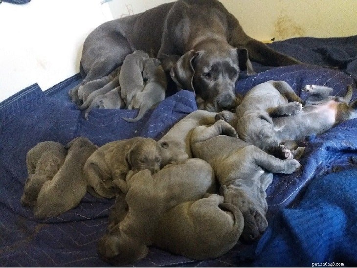 Great Dane Dog Breed Profile: Size, Temperament, and Care