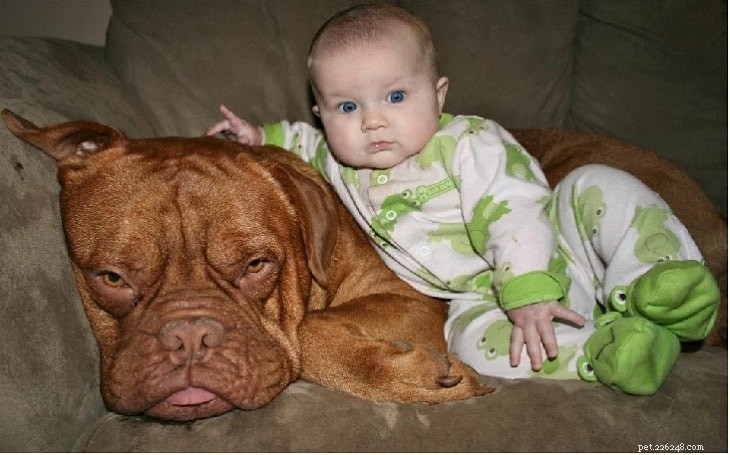 Dogue de Bordeaux: Comprehensive Breed Guide