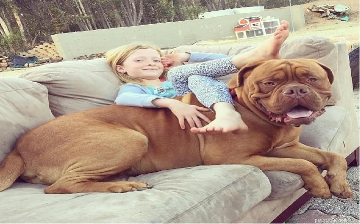 Bullmastiff Dog Breed Guide: Traits, Care & History