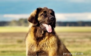 Leonberger – The Gentle Giant: Breed Profile & Care Guide