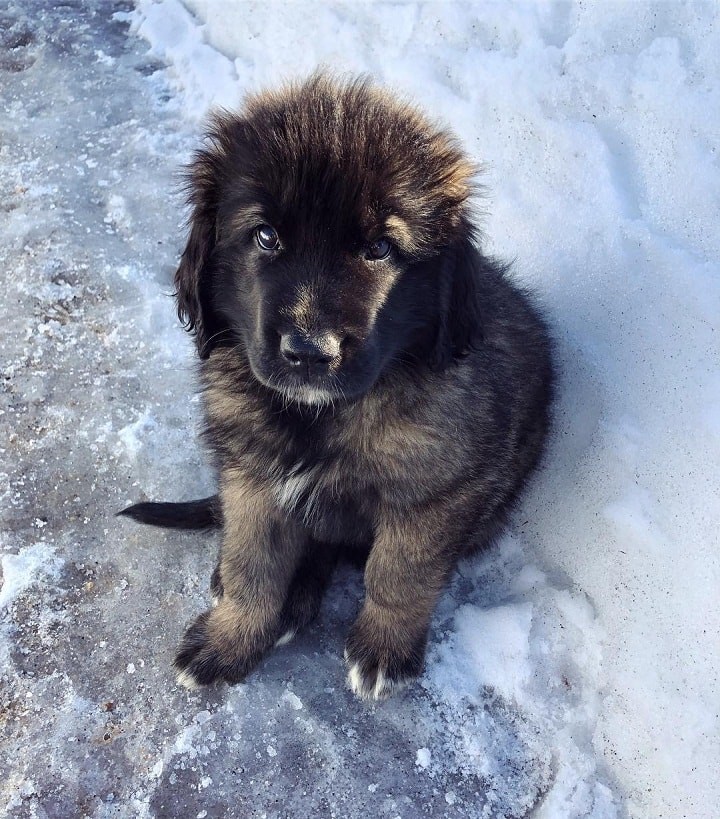Leonberger – The Gentle Giant: Breed Profile & Care Guide