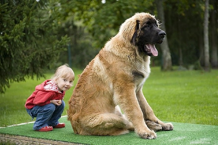 Leonberger – The Gentle Giant: Breed Profile & Care Guide