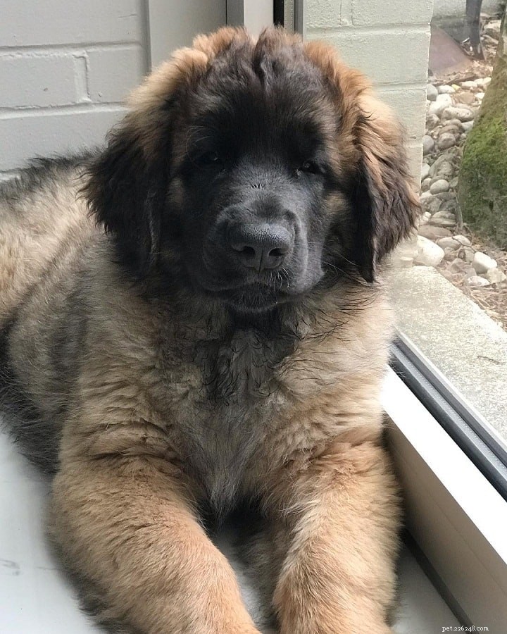 Leonberger – The Gentle Giant: Breed Profile & Care Guide