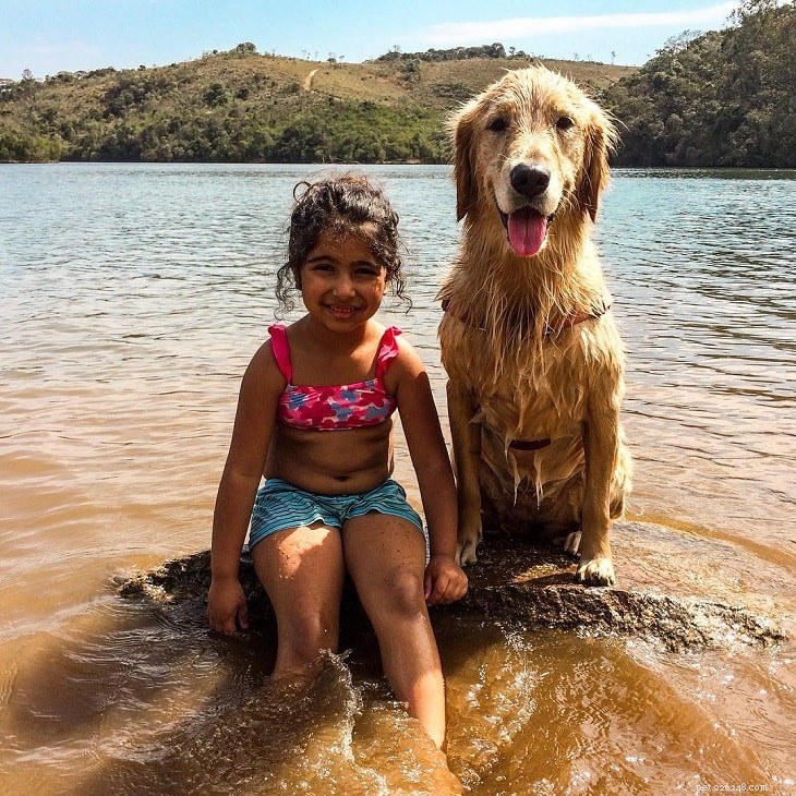Golden Retriever: Loyal, Gentle, and Intelligent Family Companion