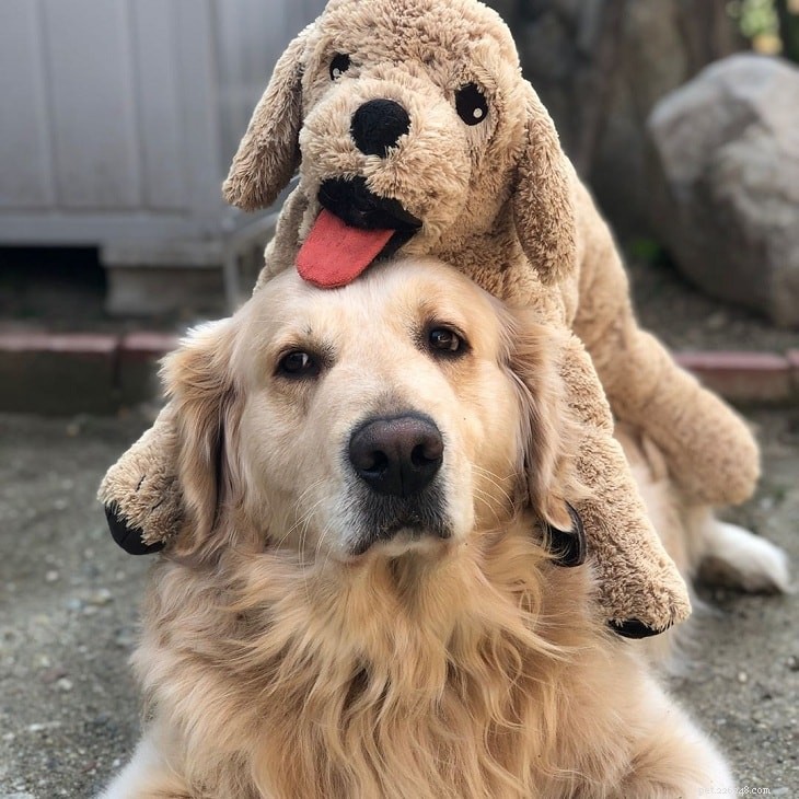 Golden Retriever: Loyal, Gentle, and Intelligent Family Companion