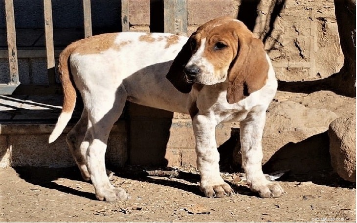 American English Coonhound: Traits, Care & History