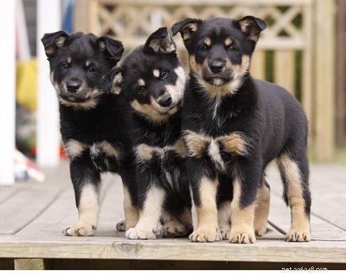 Lapponian Herder: Classic Reindeer‑Herding Dog from Finland