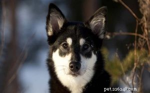 Lapponian Herder: Classic Reindeer‑Herding Dog from Finland