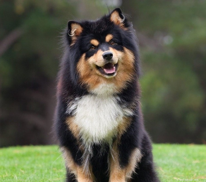 Lapponian Herder: Classic Reindeer‑Herding Dog from Finland