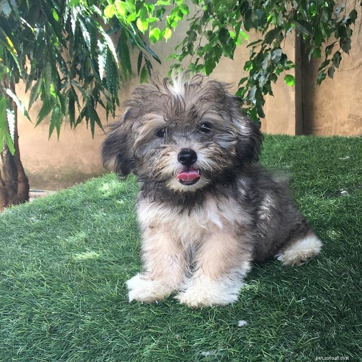 Lhasa Apso: Classic Toy Dog Breed – History, Traits & Care