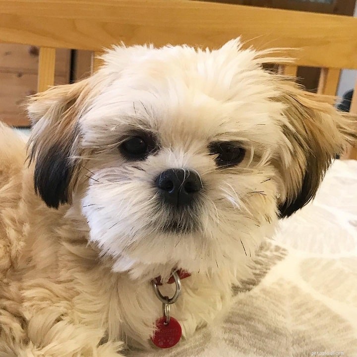 Lhasa Apso: Classic Toy Dog Breed – History, Traits & Care