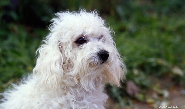 Lhasa Apso: Classic Toy Dog Breed – History, Traits & Care
