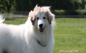 Great Pyrenees Dog Breed: History, Temperament, and Care Guide