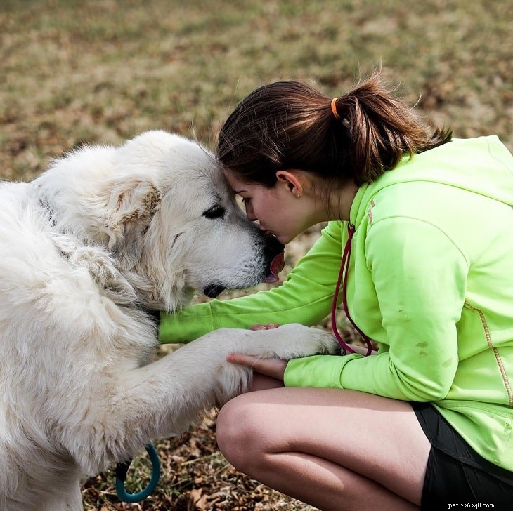 Great Pyrenees Dog Breed: History, Temperament, and Care Guide