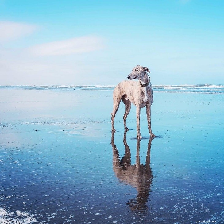 Greyhound: A Comprehensive Guide to the Elegant Sighthound