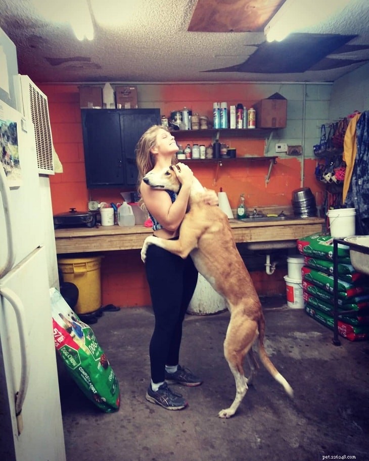 Greyhound: A Comprehensive Guide to the Elegant Sighthound