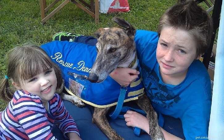 Greyhound: A Comprehensive Guide to the Elegant Sighthound