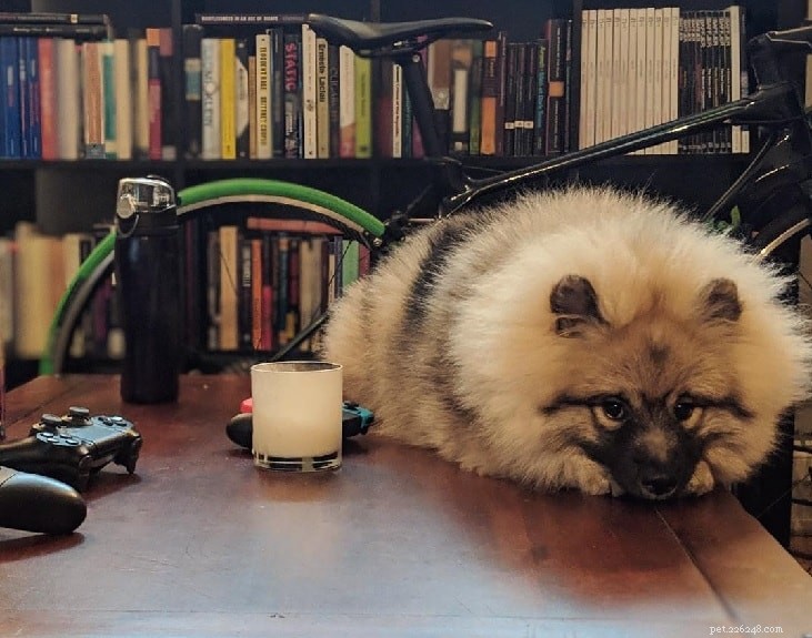Keeshond Dog Breed Guide: Characteristics, Care, & Origins