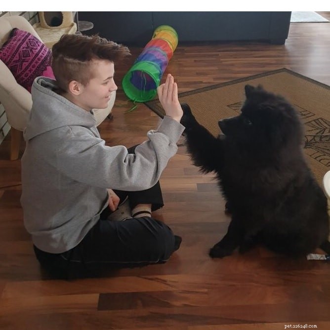 Keeshond Dog Breed Guide: Characteristics, Care, & Origins