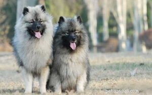 Keeshond Dog Breed Guide: Characteristics, Care, & Origins