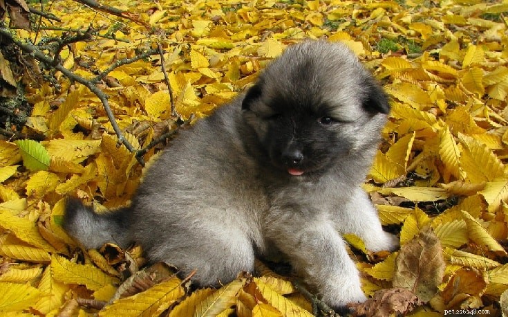 Keeshond Dog Breed Guide: Characteristics, Care, & Origins