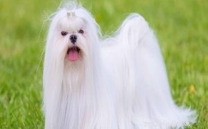 Maltese Dog Breed: Comprehensive Guide & Facts
