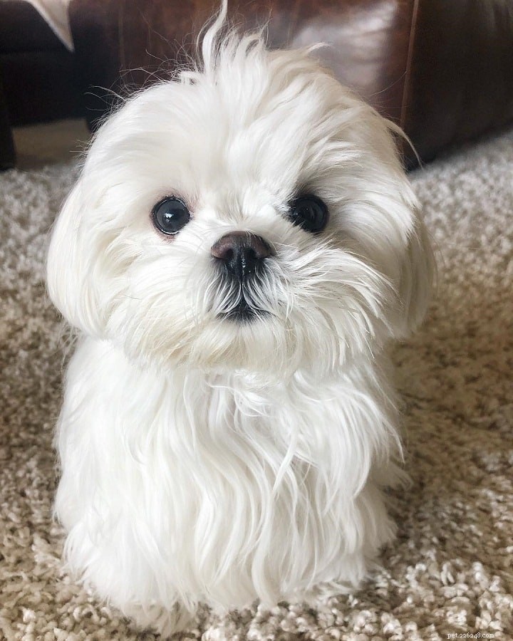 Maltese Dog Breed: Comprehensive Guide & Facts