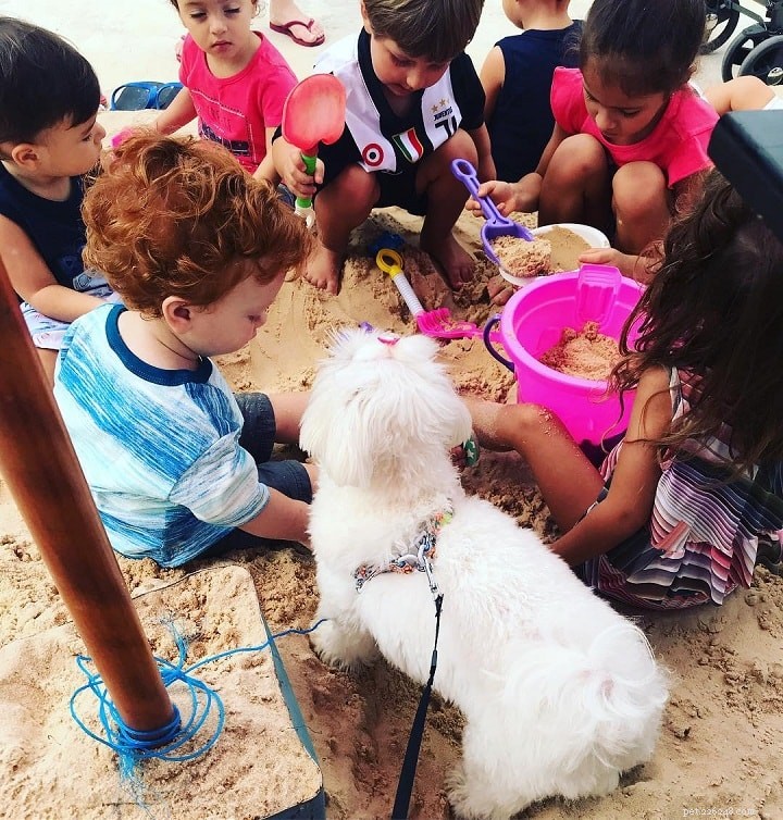 Maltese Dog Breed: Comprehensive Guide & Facts