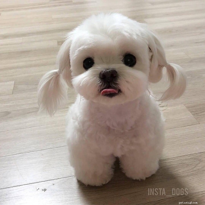 Maltese Dog Breed: Comprehensive Guide & Facts