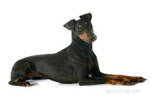 Manchester Terrier: Classic English Terrier Breed – Size, Care, and History