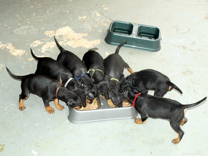 Manchester Terrier: Classic English Terrier Breed – Size, Care, and History