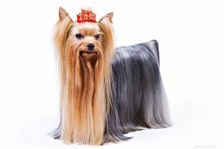 Maltese Dog Breed: Comprehensive Guide & Facts