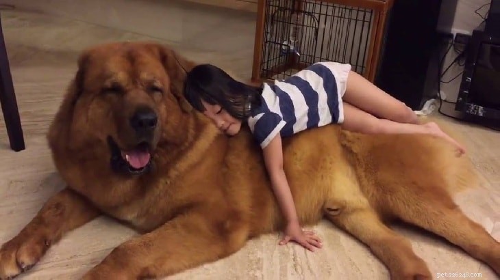 Mastiff Dog Breed Guide: Origin, Size, Lifespan & Care