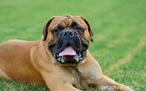 Mastiff Dog Breed Guide: Origin, Size, Lifespan & Care