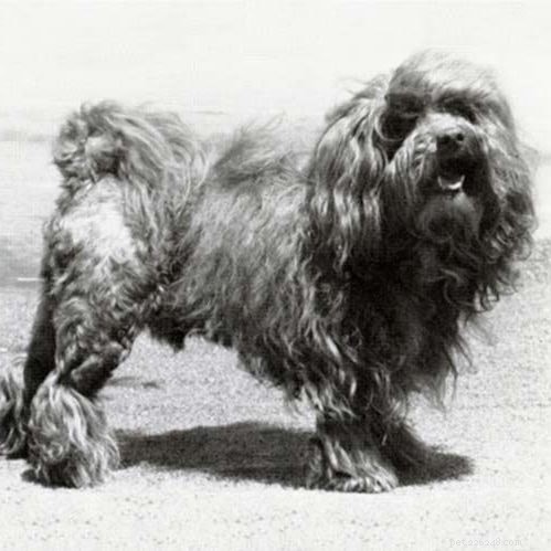 Löwchen Dog Breed Overview: Origin, Traits & Care