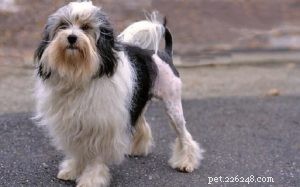 Löwchen Dog Breed Overview: Origin, Traits & Care