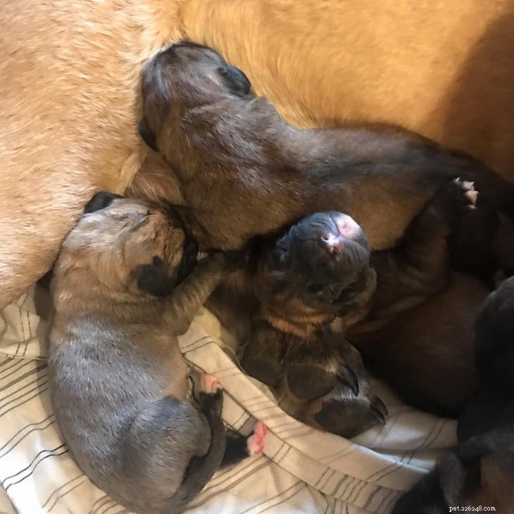 Mastiff Dog Breed Guide: Origin, Size, Lifespan & Care