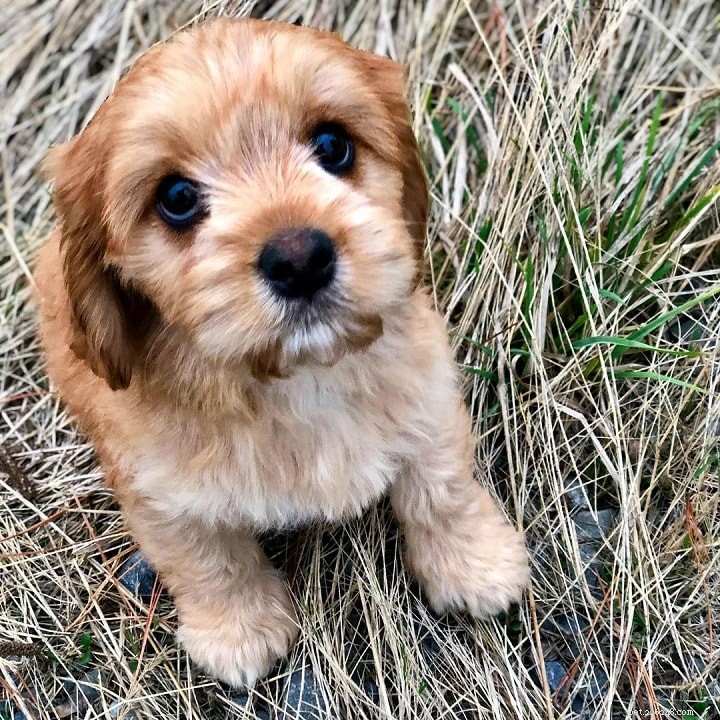 Löwchen Dog Breed Overview: Origin, Traits & Care