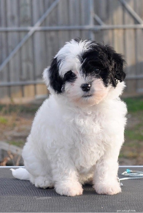 Löwchen Dog Breed Overview: Origin, Traits & Care