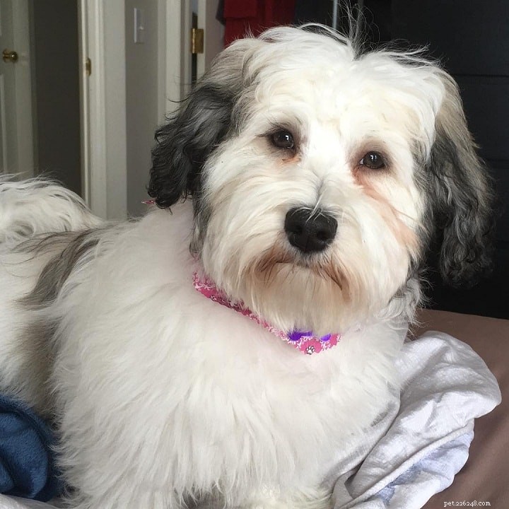 Löwchen Dog Breed Overview: Origin, Traits & Care
