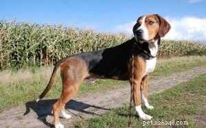 Hamiltonstovare: Sweden s Classic Fox Hound