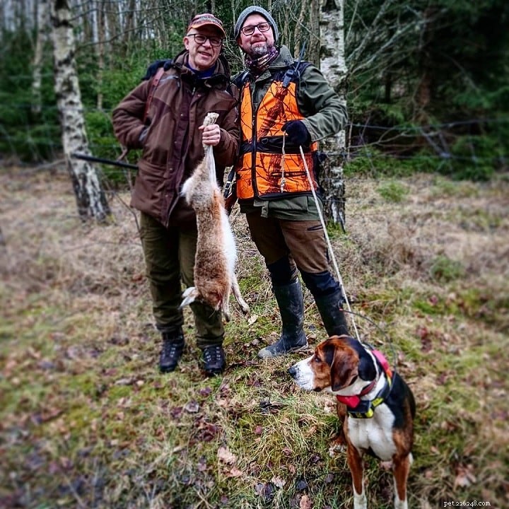 Hamiltonstovare: Sweden s Classic Fox Hound