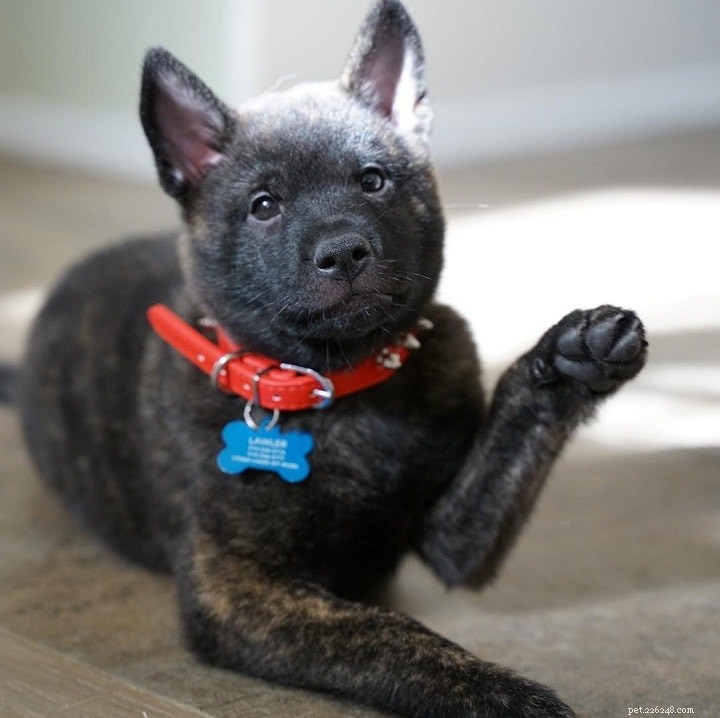 Kai Ken Dog Breed: Traits, Origin, and Care Guide