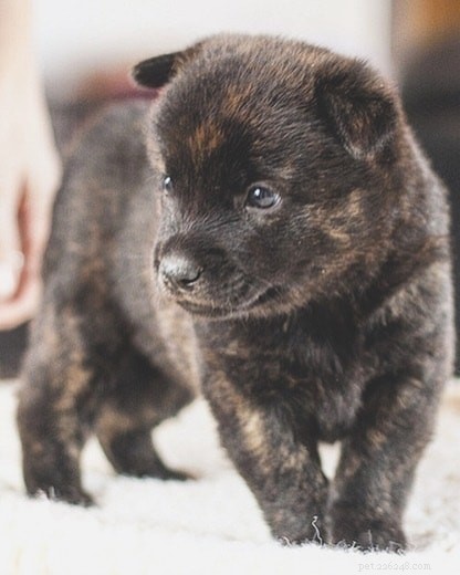 Kai Ken Dog Breed: Traits, Origin, and Care Guide
