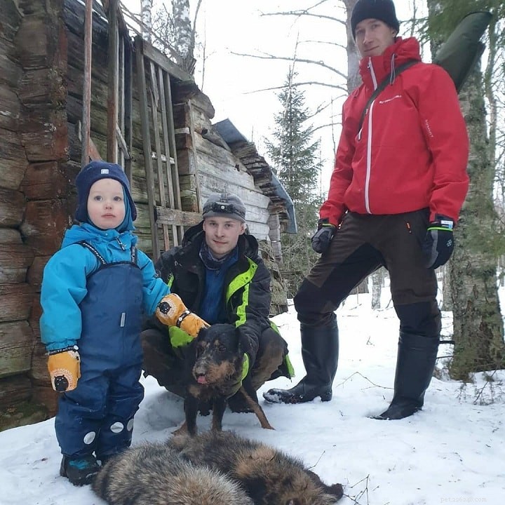 Jagdterrier: A Comprehensive Guide to Germany s Hunting Terrier