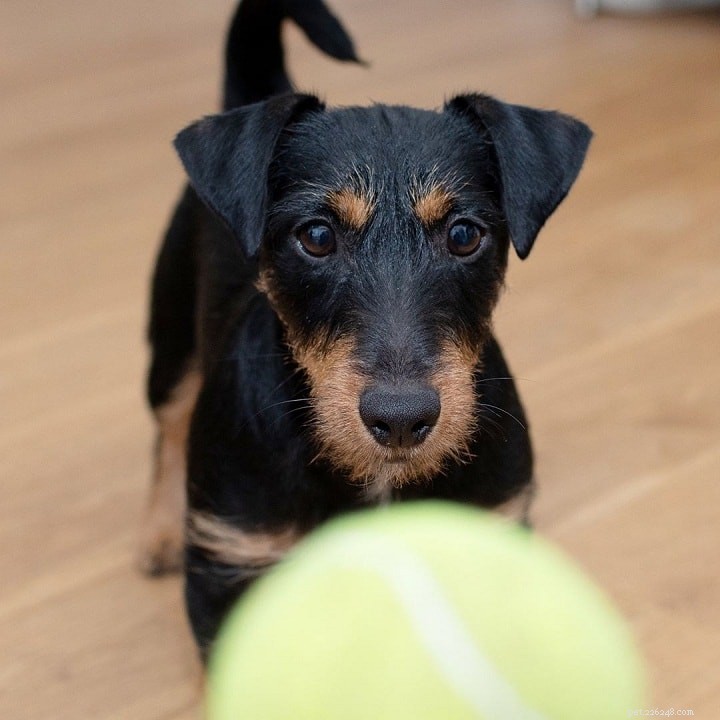 Jagdterrier: A Comprehensive Guide to Germany s Hunting Terrier