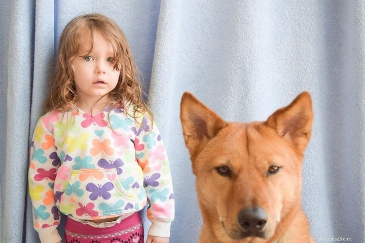 Jindo Dog: Characteristics, Origins, and Care Guide